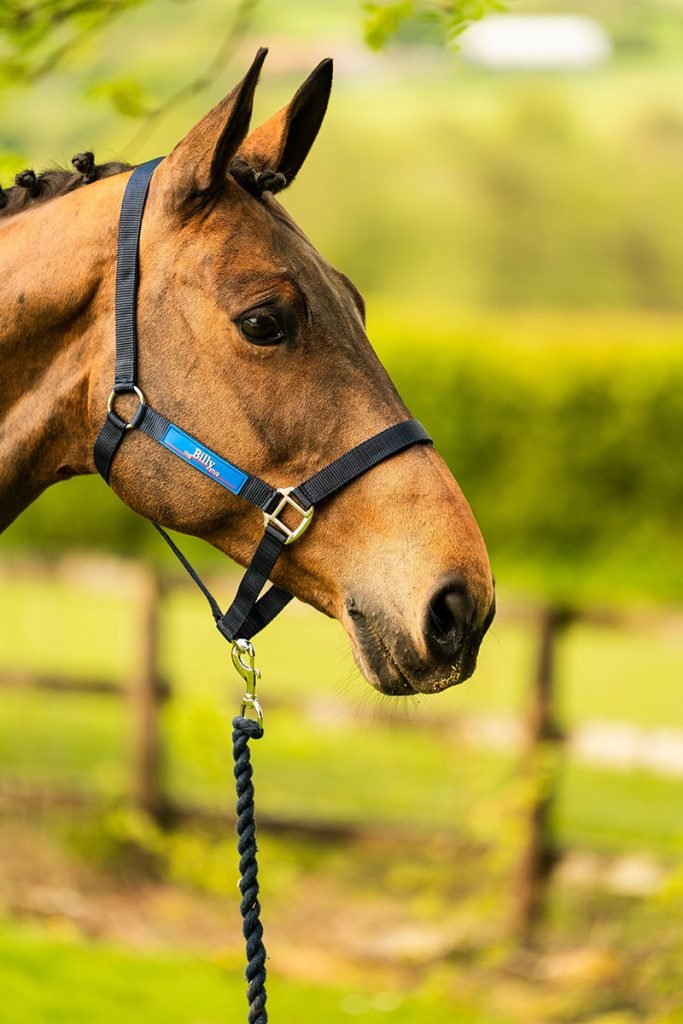 Personalised nylon headcollar with moulded logo badge