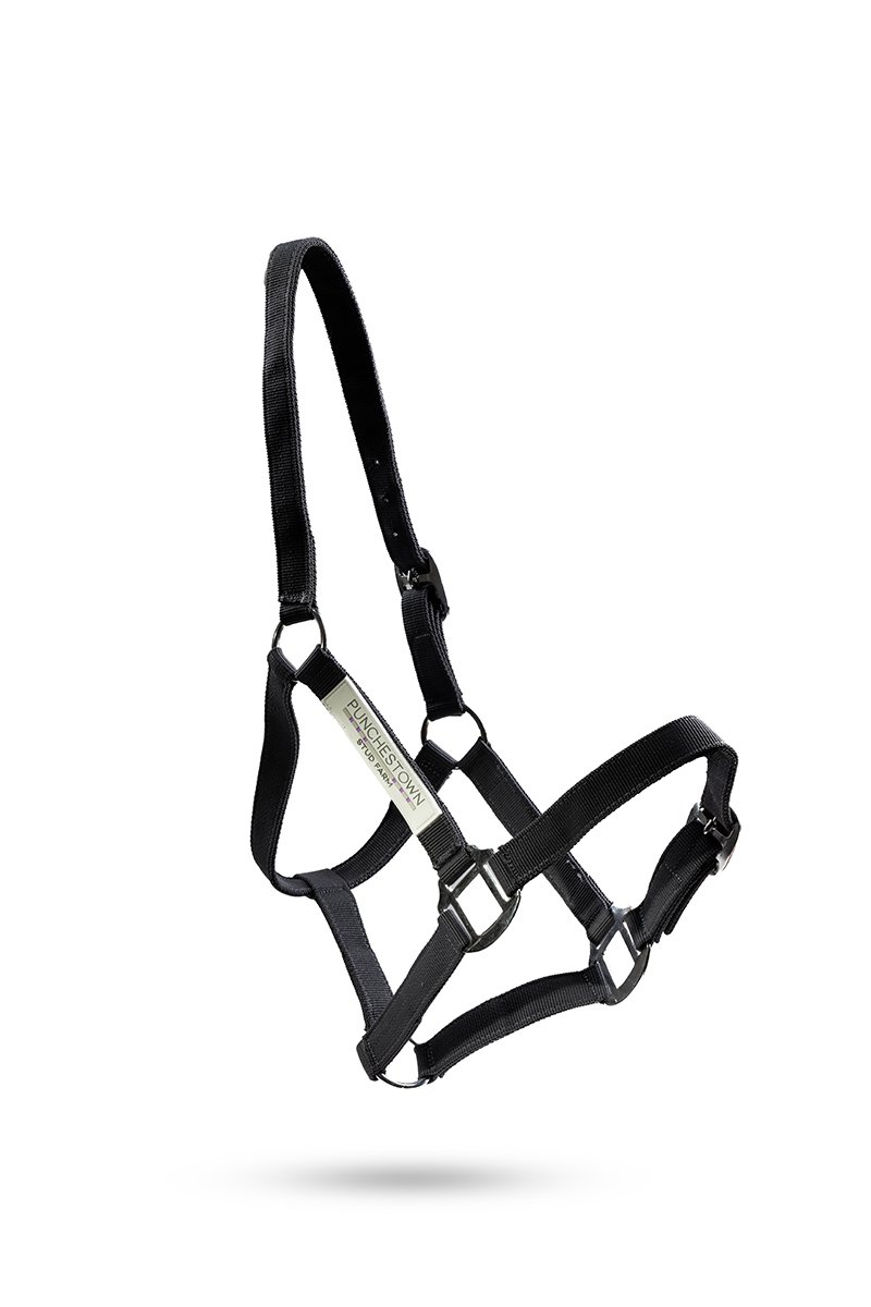 Personalised nylon headcollar — colour option 3