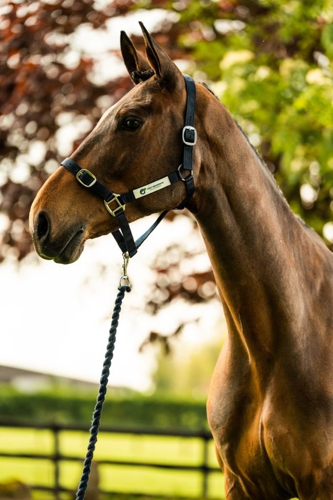 Horse wearing an Equicustom headcollar and matching leadrope
